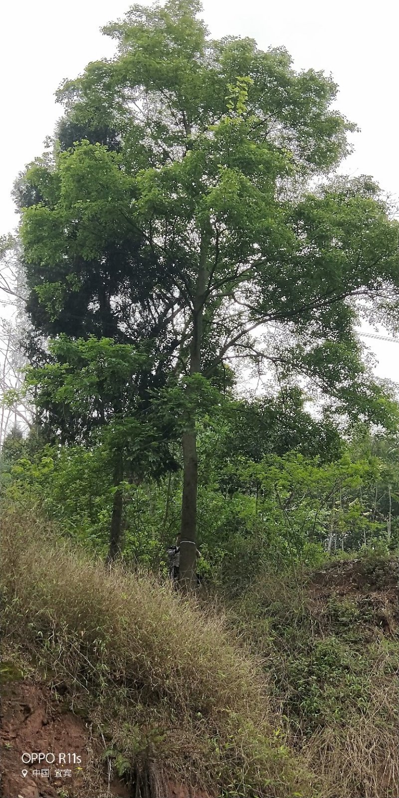大量朴树出售，各类规格均有，树型优美价格实惠