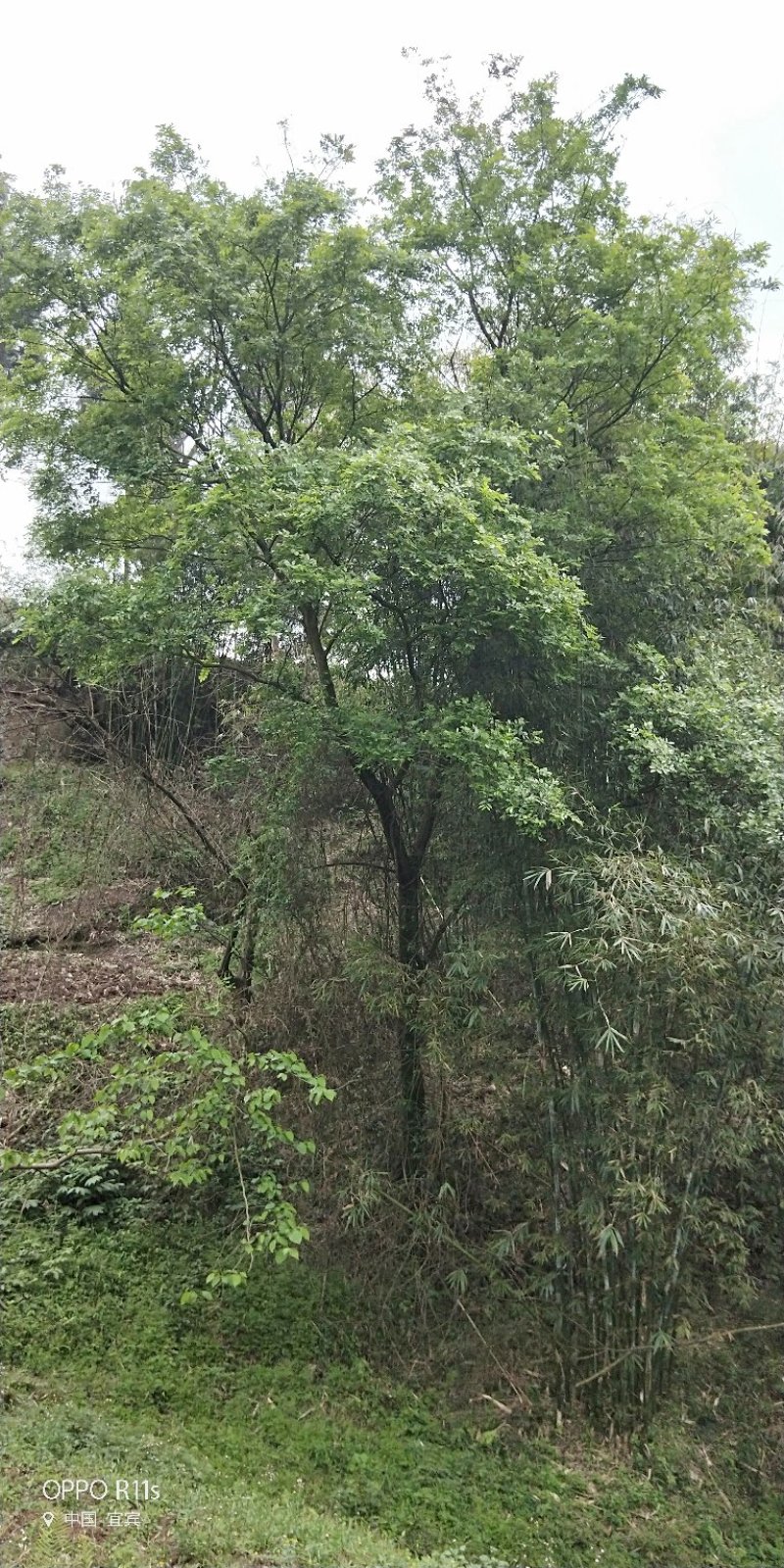 大量朴树出售，各类规格均有，树型优美价格实惠