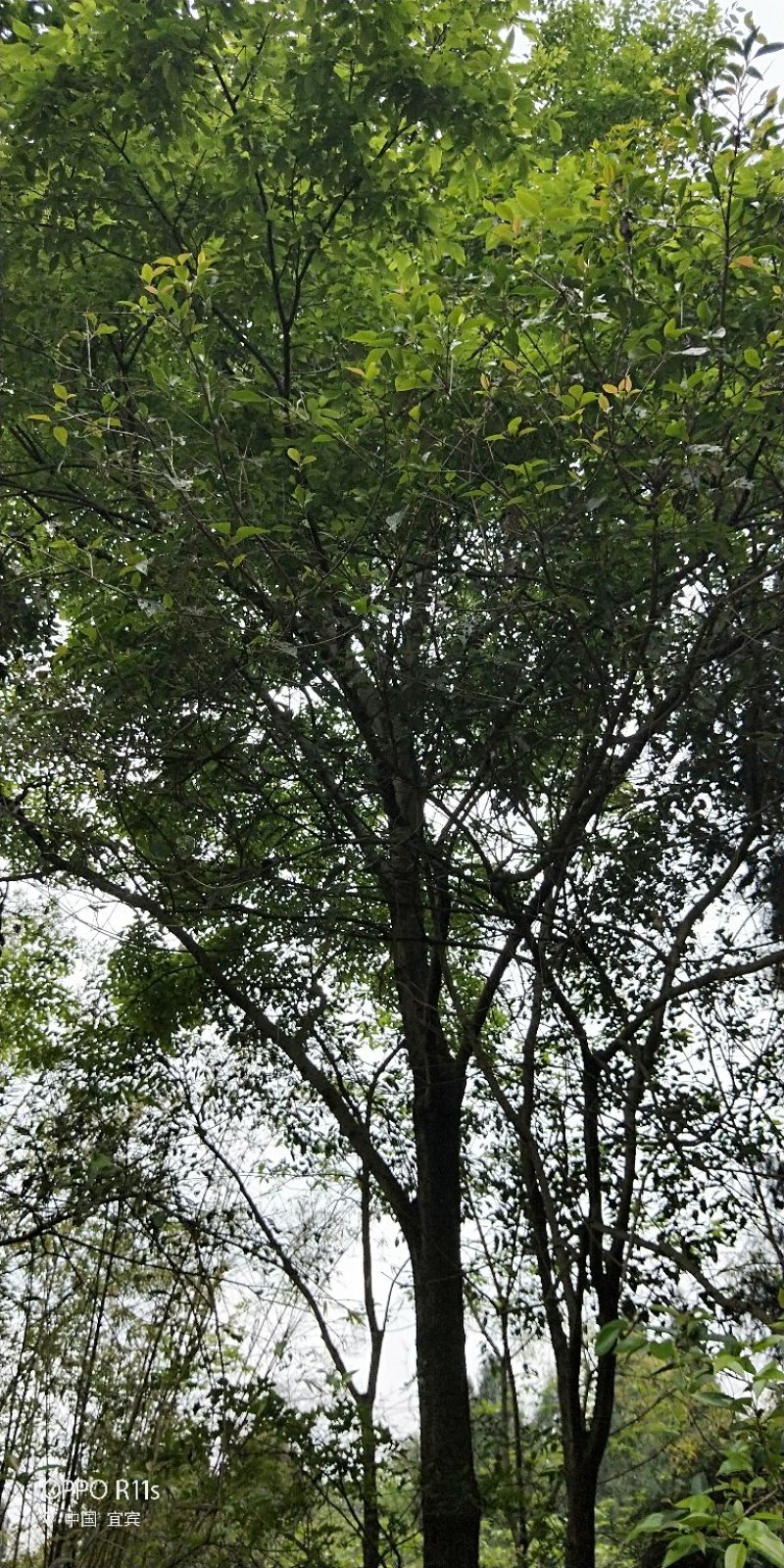 大量朴树出售，各类规格均有，树型优美价格实惠