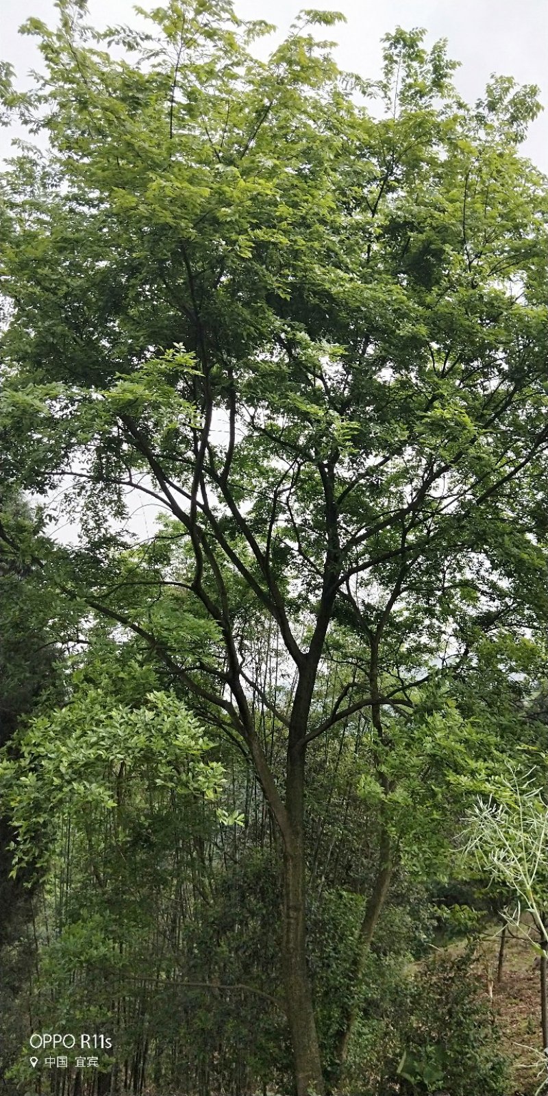 大量朴树出售，各类规格均有，树型优美价格实惠