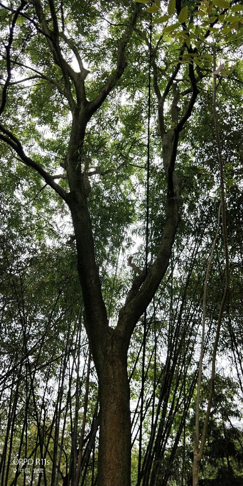 大量朴树出售，各类规格均有，树型优美价格实惠
