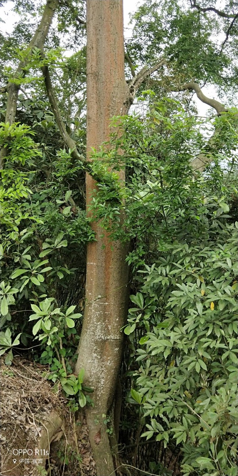 大量朴树出售，各类规格均有，树型优美价格实惠