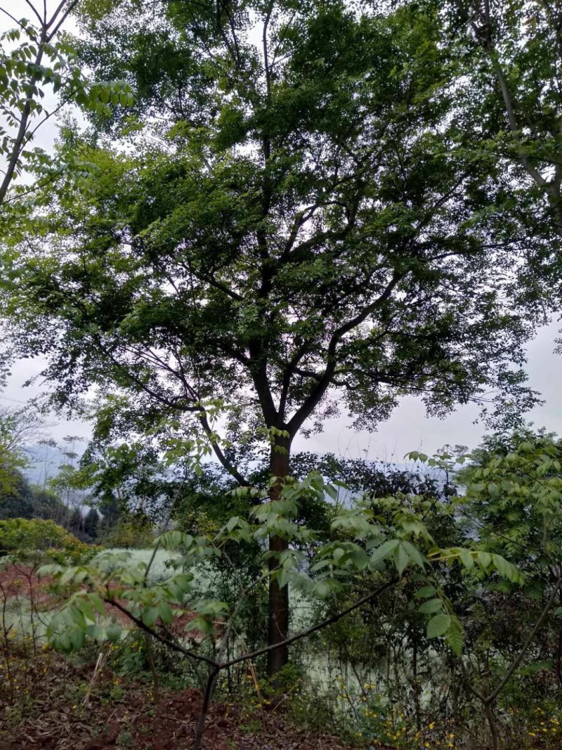 大量朴树出售，各类规格均有，树型优美价格实惠