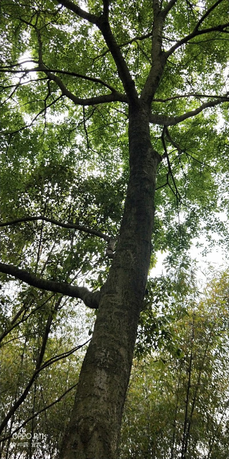 大量朴树出售，各类规格均有，树型优美价格实惠