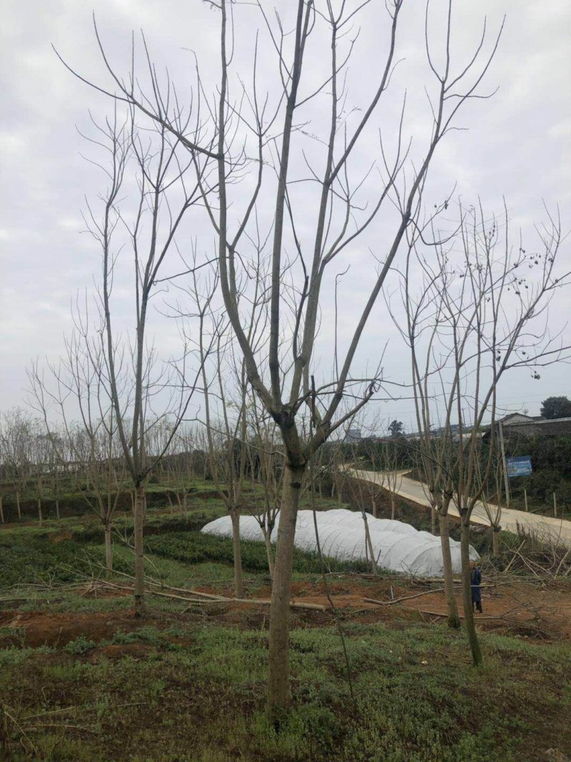 蓝花楹分枝点统一，杆直，各类规格齐全，价格优势