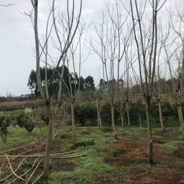 蓝花楹分枝点统一，杆直，各类规格齐全，价格优势