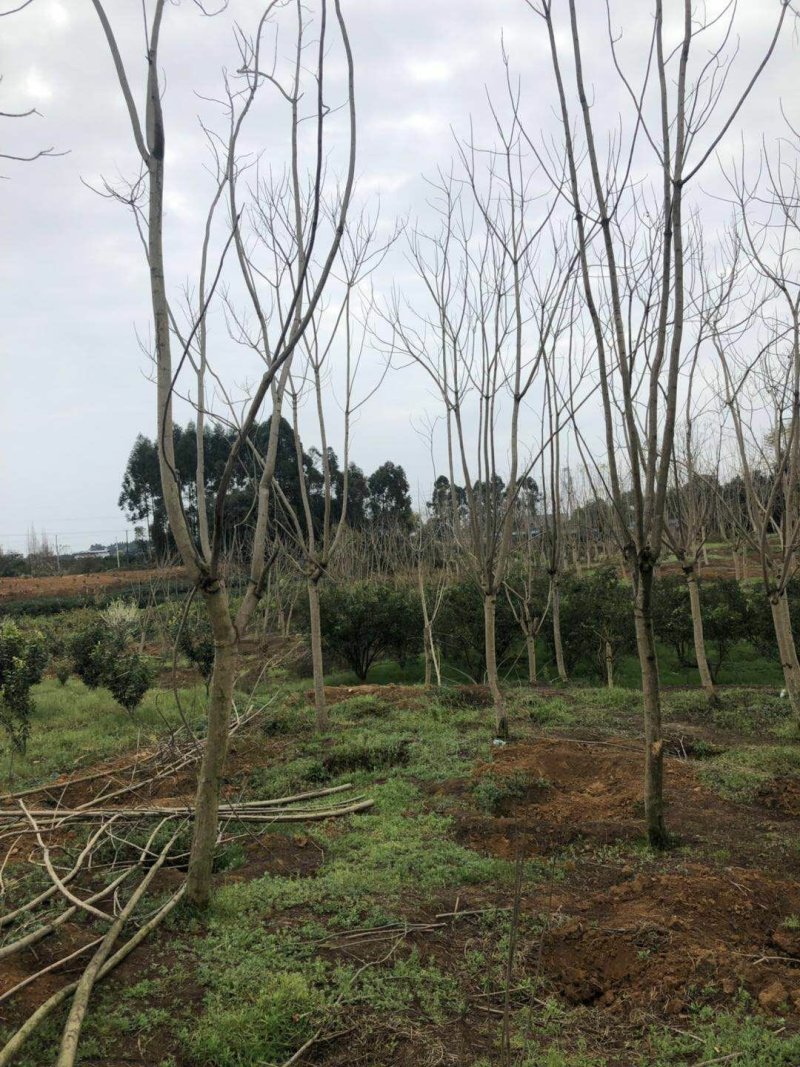 蓝花楹分枝点统一，杆直，各类规格齐全，价格优势