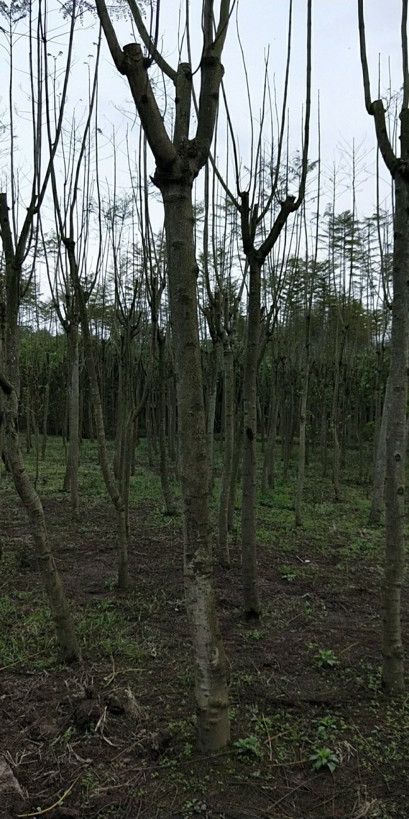 蓝花楹分枝点统一，杆直，各类规格齐全，价格优势