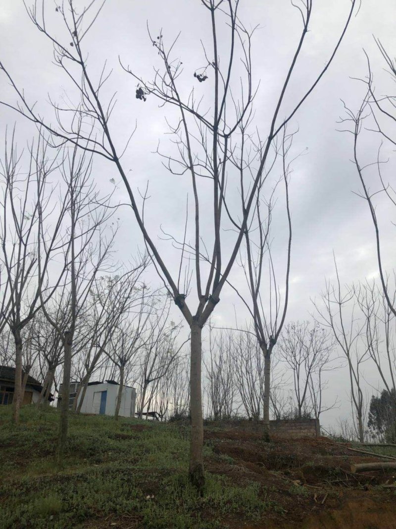 蓝花楹分枝点统一，杆直，各类规格齐全，价格优势