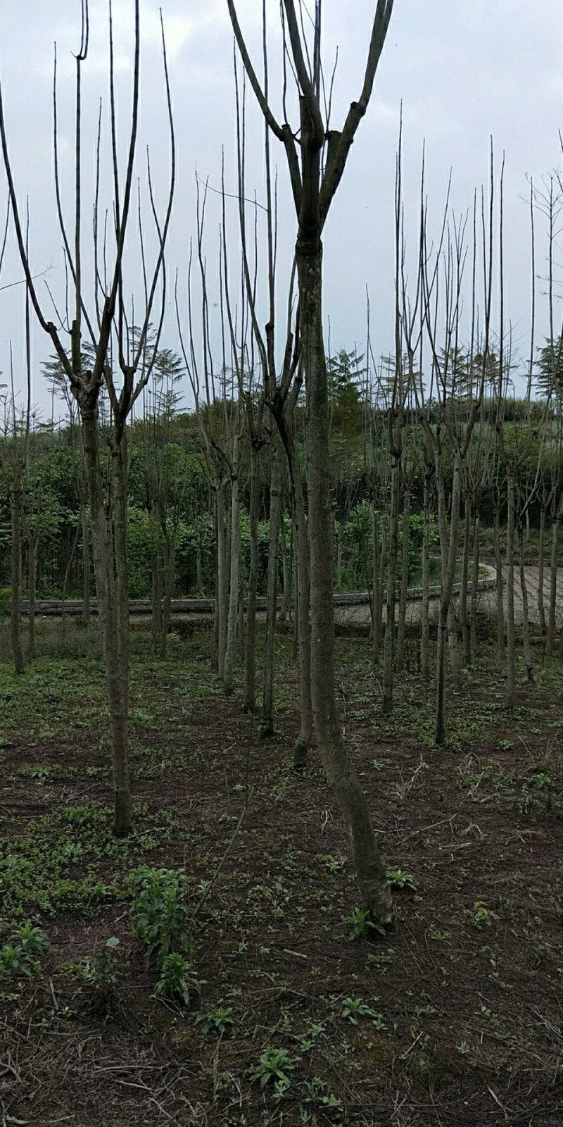 蓝花楹分枝点统一，杆直，各类规格齐全，价格优势