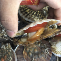 鲜活扇贝夏夷贝扇贝夏夷贝基地直供