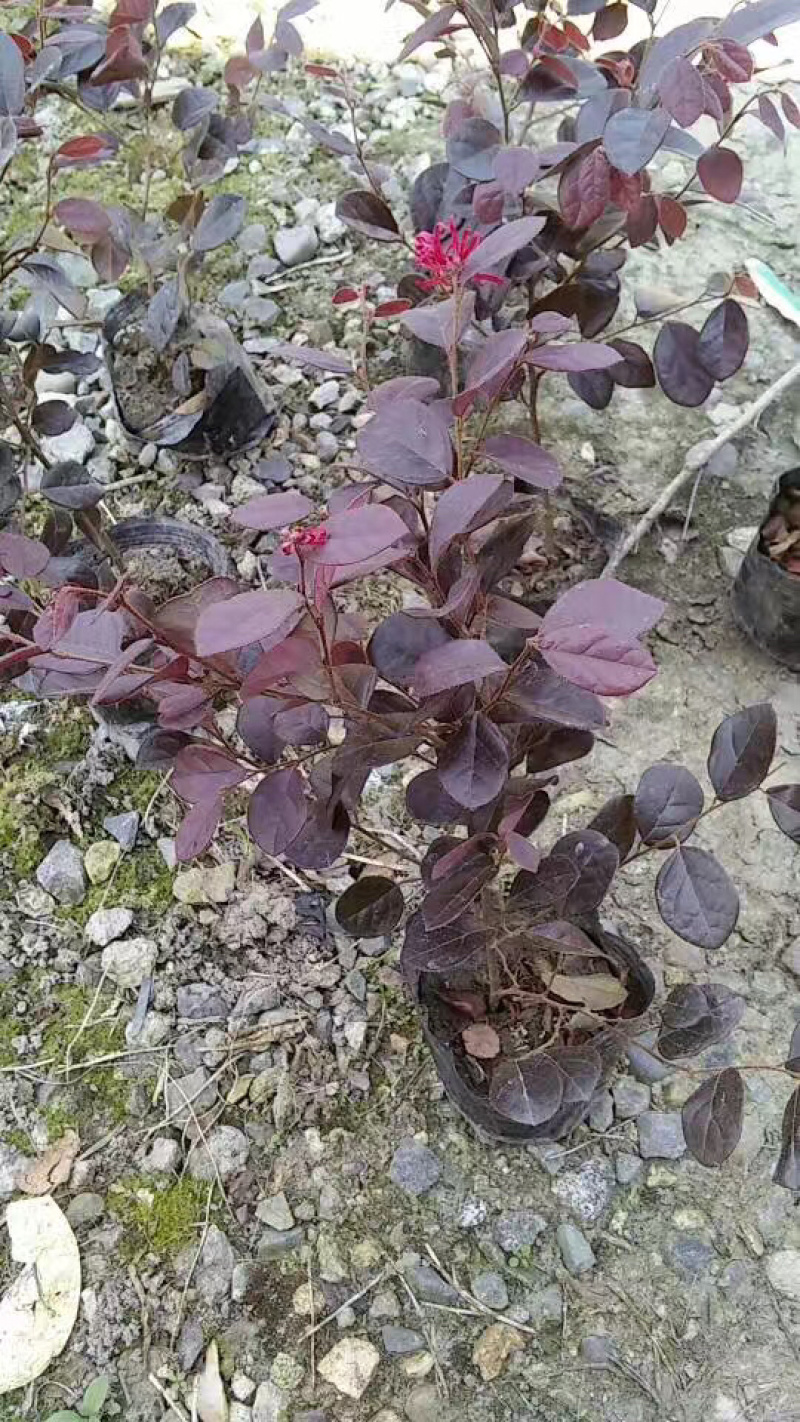 各种规格便宜红花继木