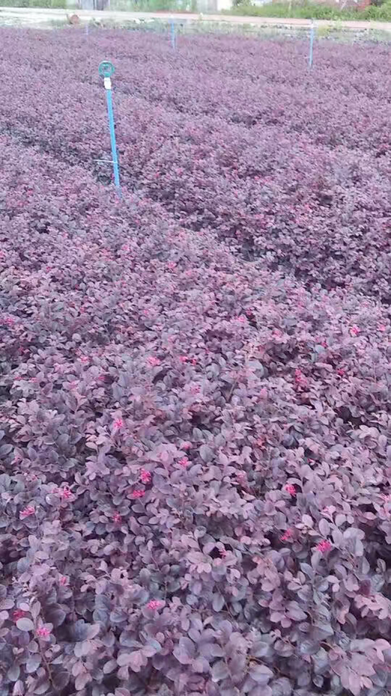 各种规格便宜红花继木