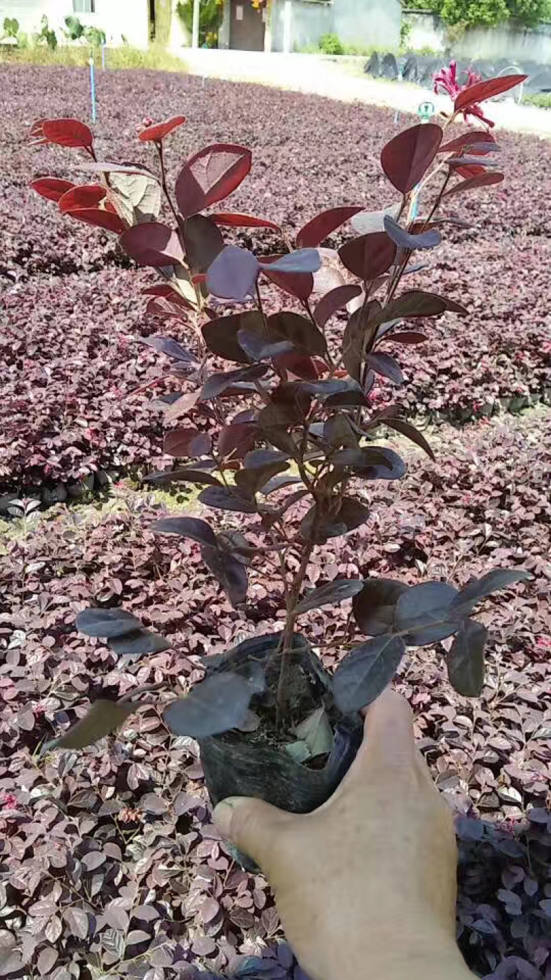 各种规格便宜红花继木