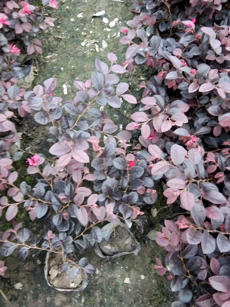 各种规格便宜红花继木