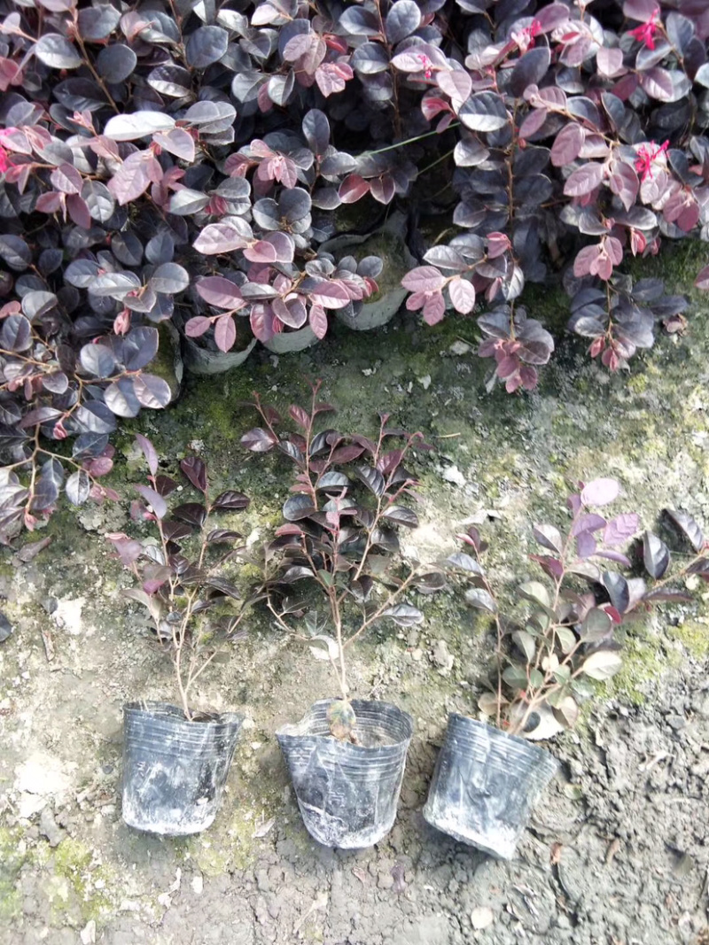 各种规格便宜红花继木