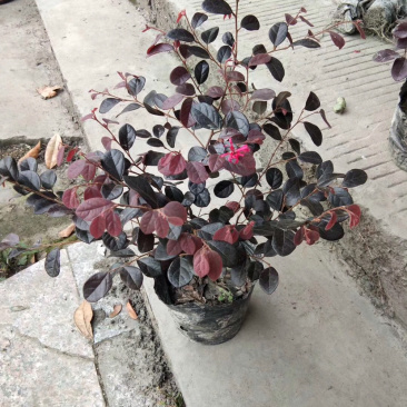 各种规格便宜红花继木