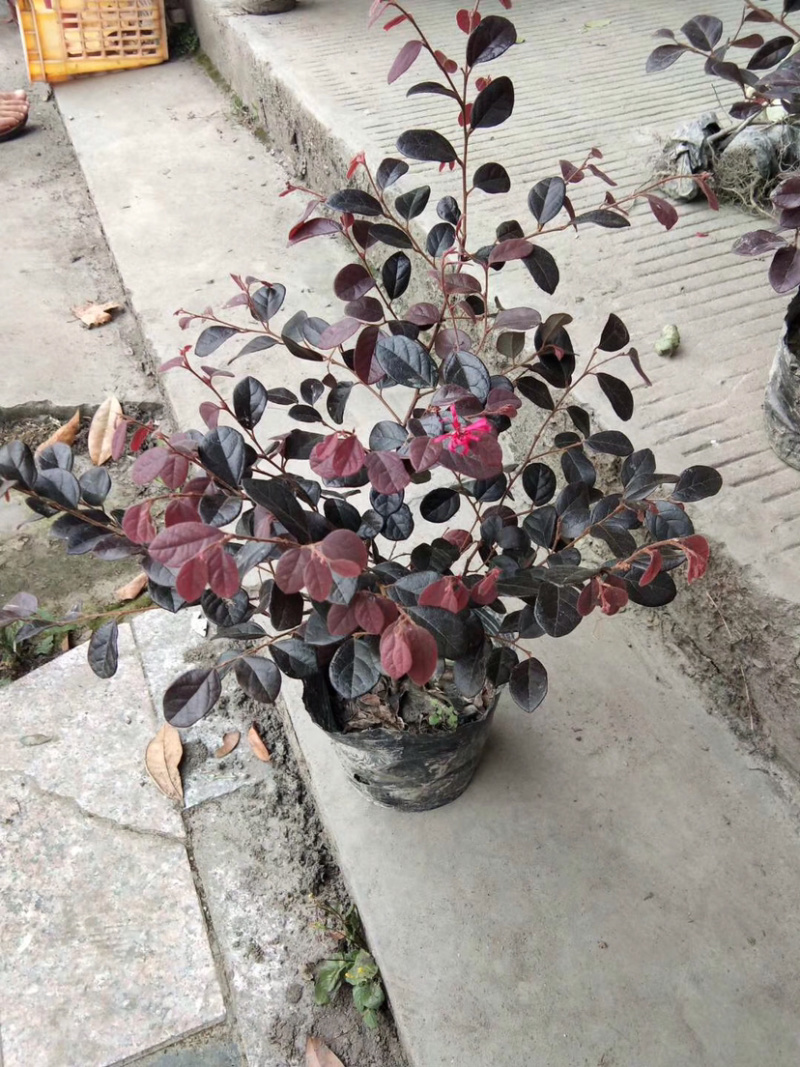 各种规格便宜红花继木