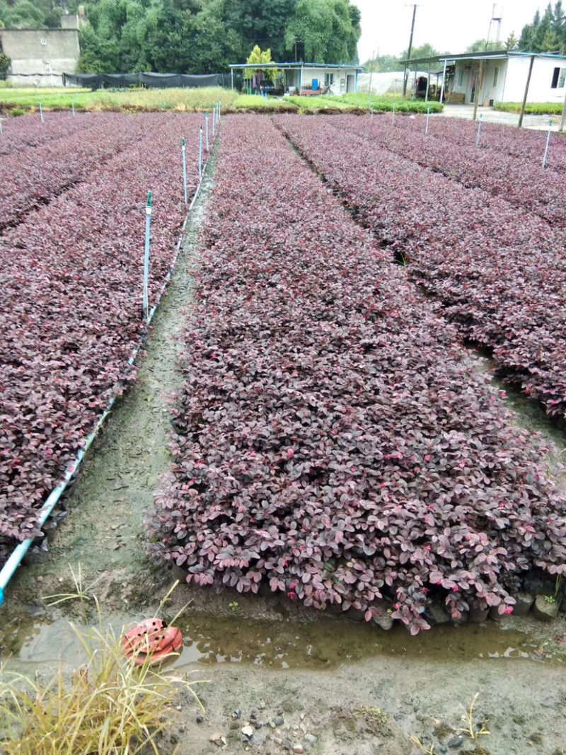 各种规格便宜红花继木