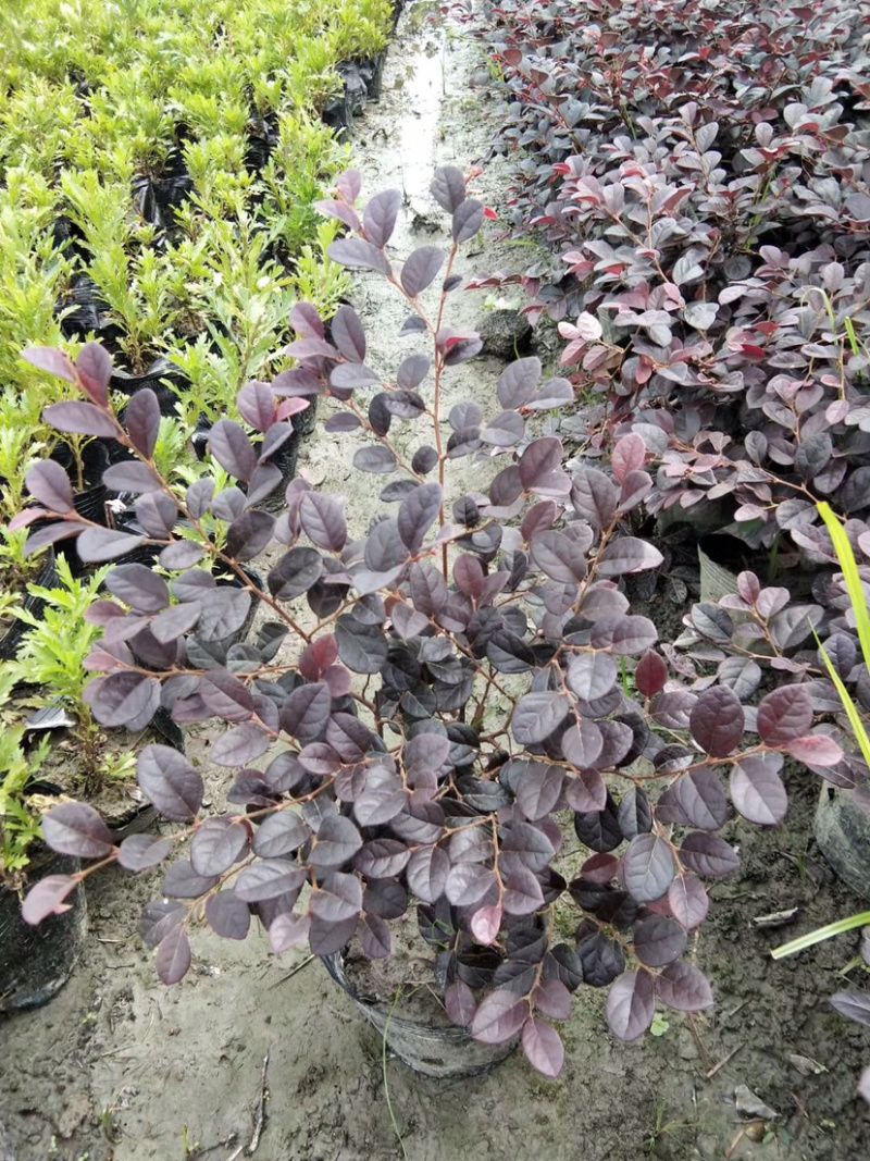 各种规格便宜红花继木