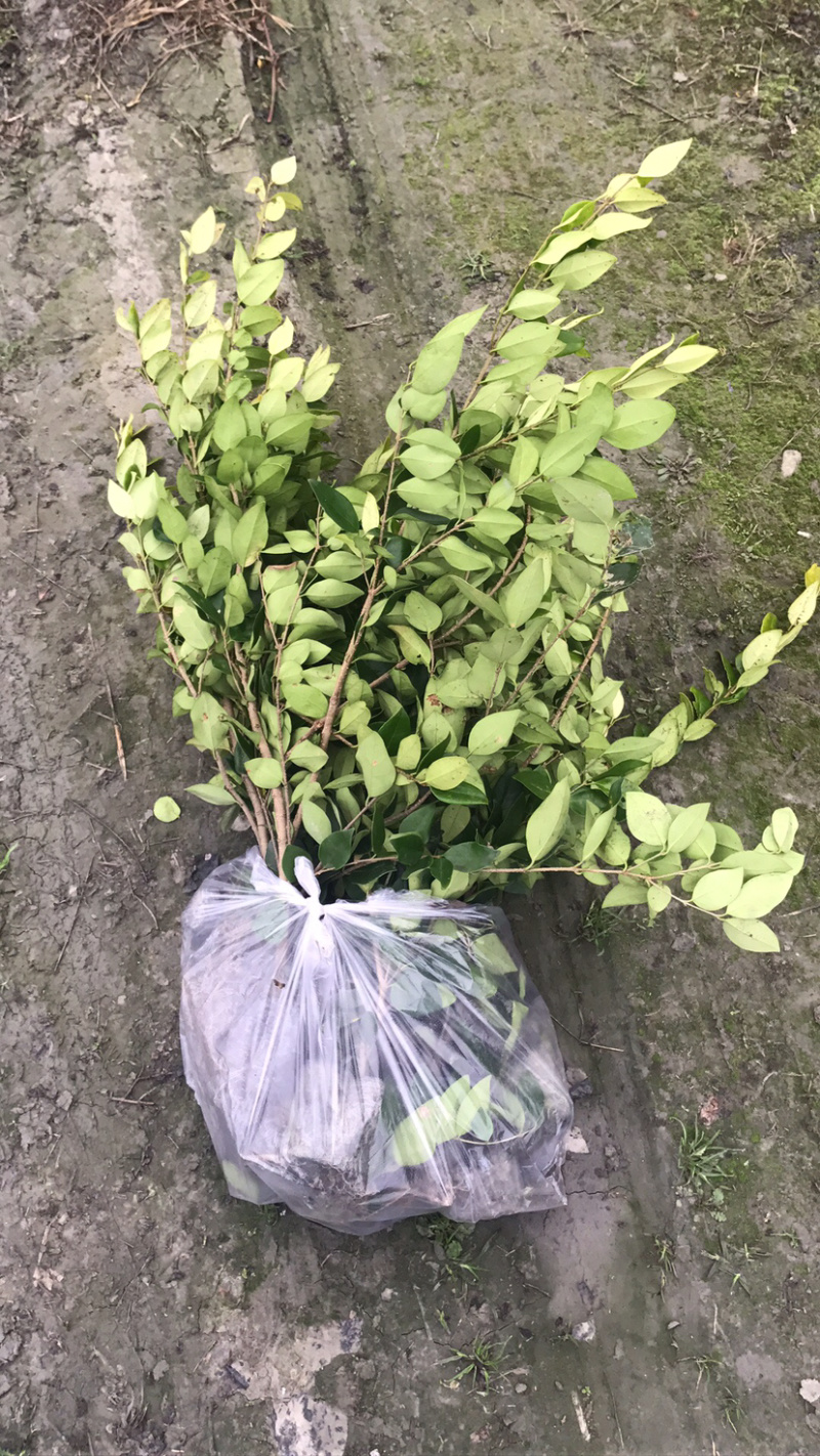 规格齐全价格最低金森女贞