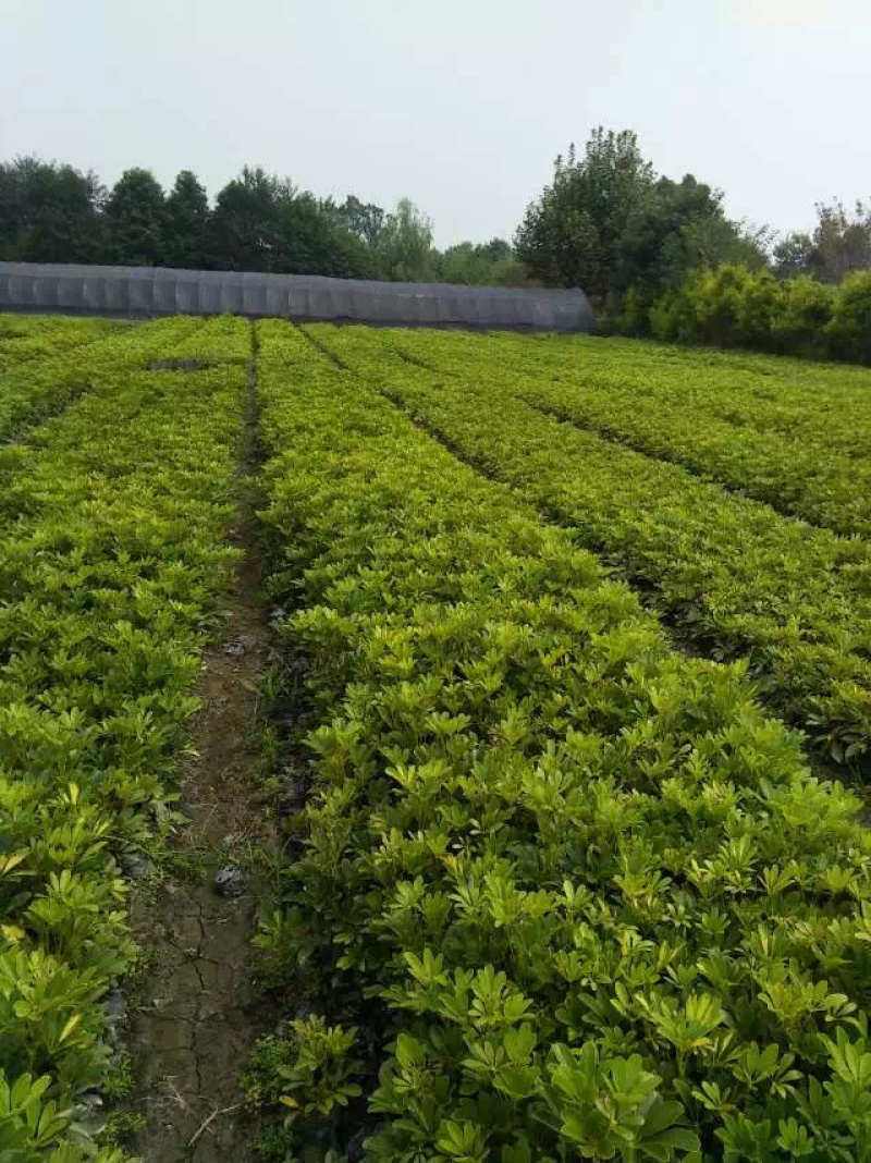 鸭脚木招财树鹅掌木货好价优
