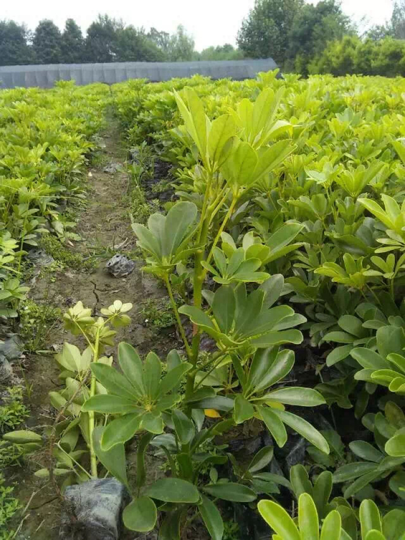 鸭脚木招财树鹅掌木货好价优