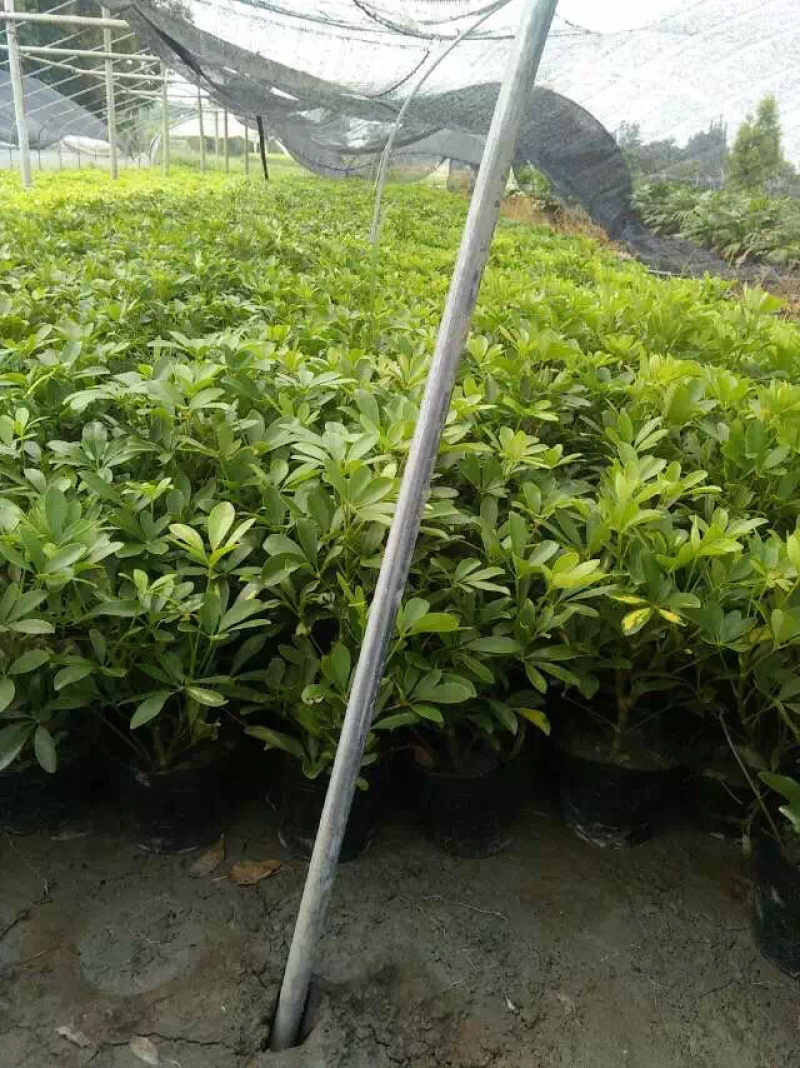 鸭脚木招财树鹅掌木货好价优