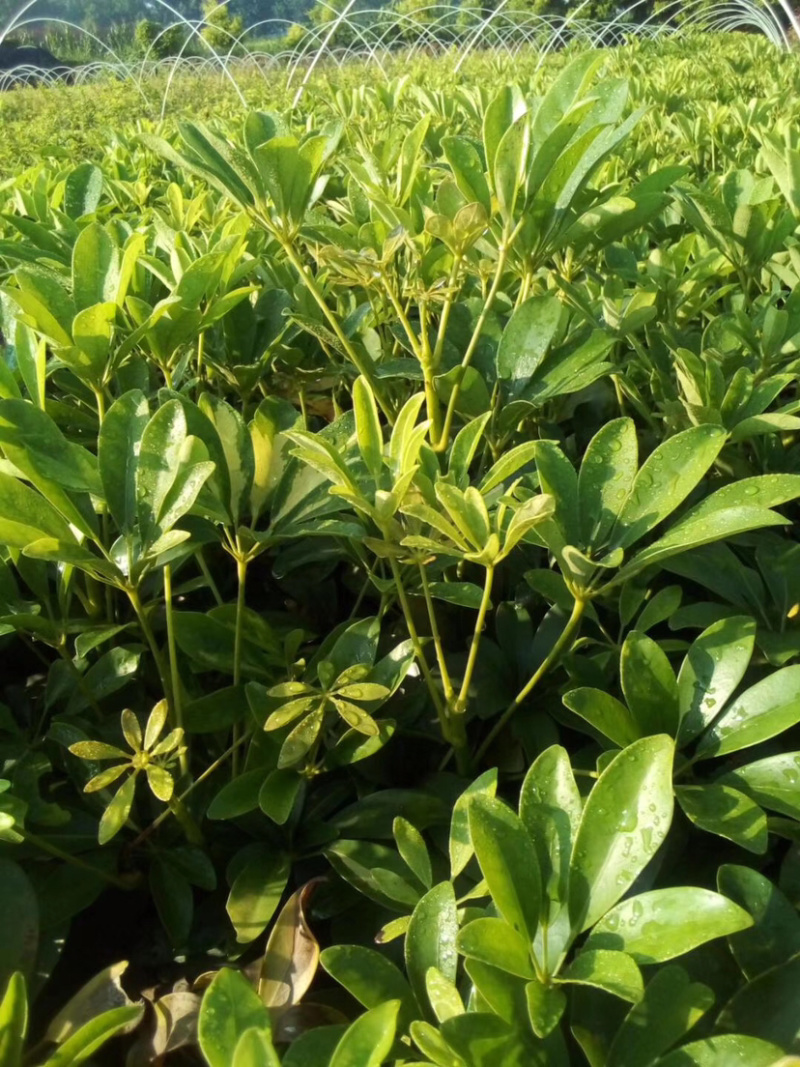 鸭脚木招财树鹅掌木货好价优