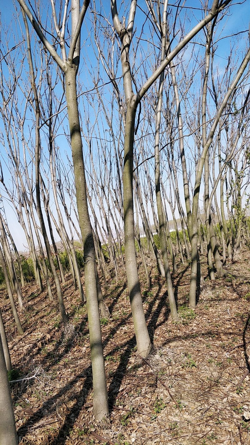 种植基地栾树苗，原生苗，规格6～14公分。