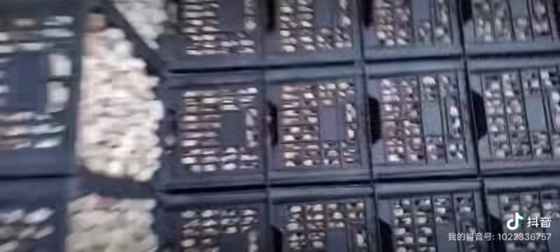 鹌鹑蛋