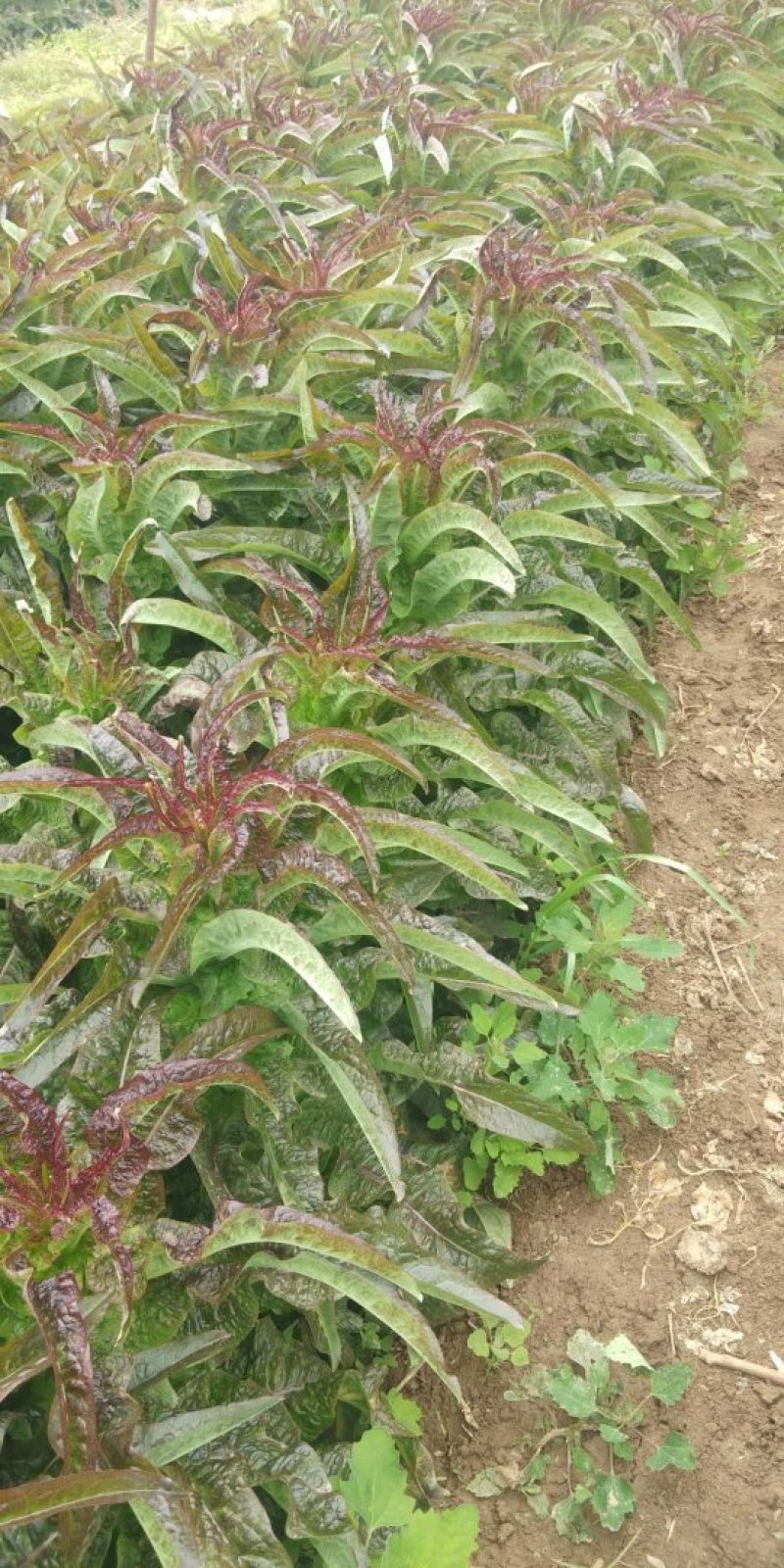陕西省渭南市华州区红叶莴笋欢迎各位新老客户来电