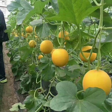 甜瓜香瓜
