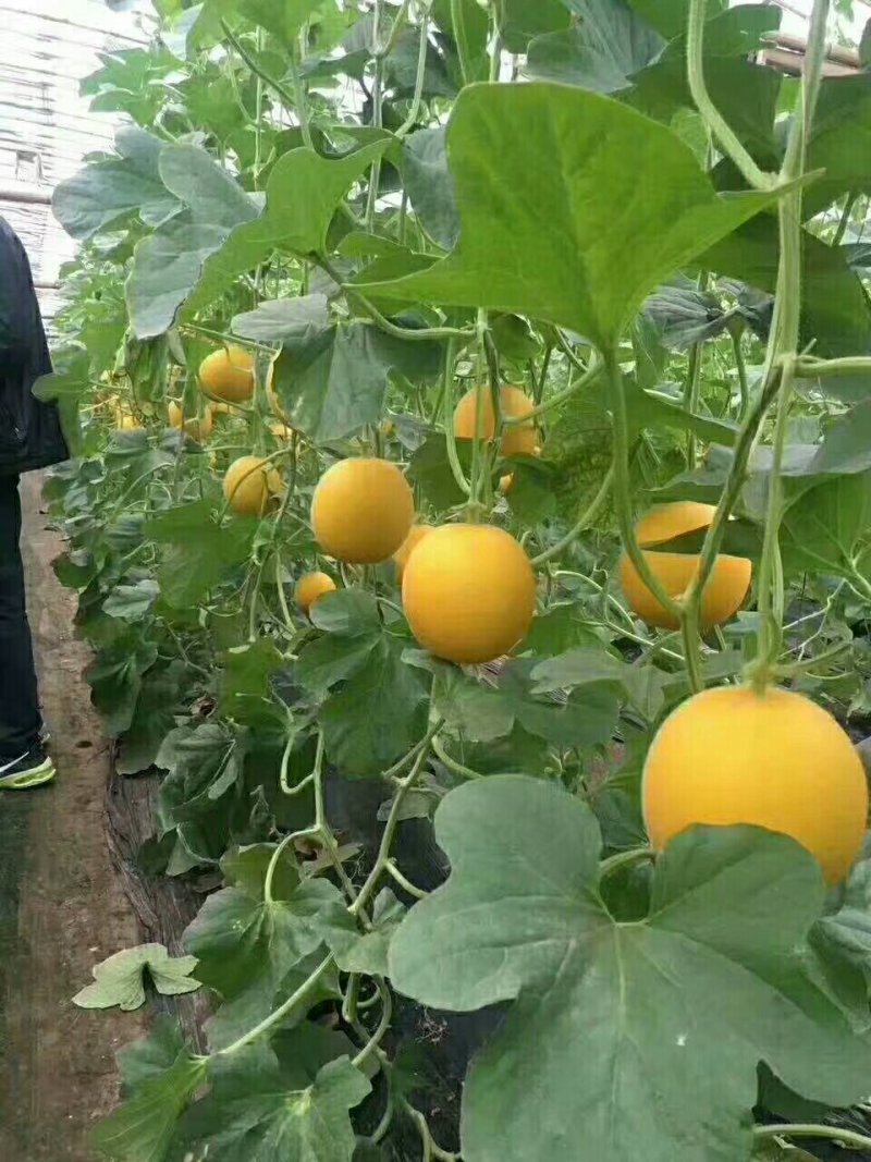 甜瓜香瓜