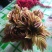 香椿芽大量现货