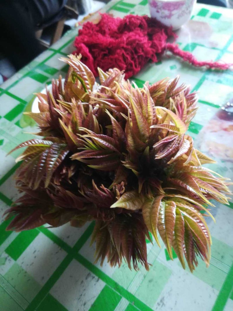 香椿芽大量现货