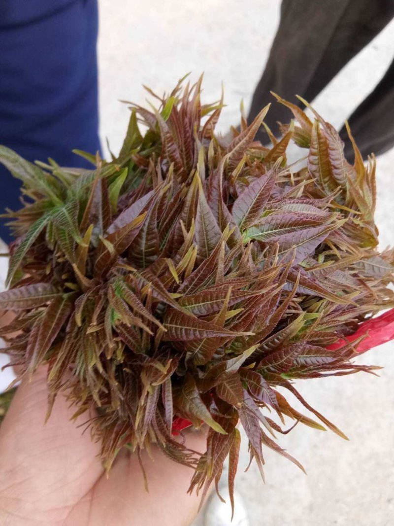 香椿芽大量现货