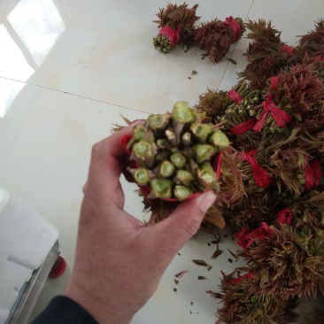香椿芽大量现货