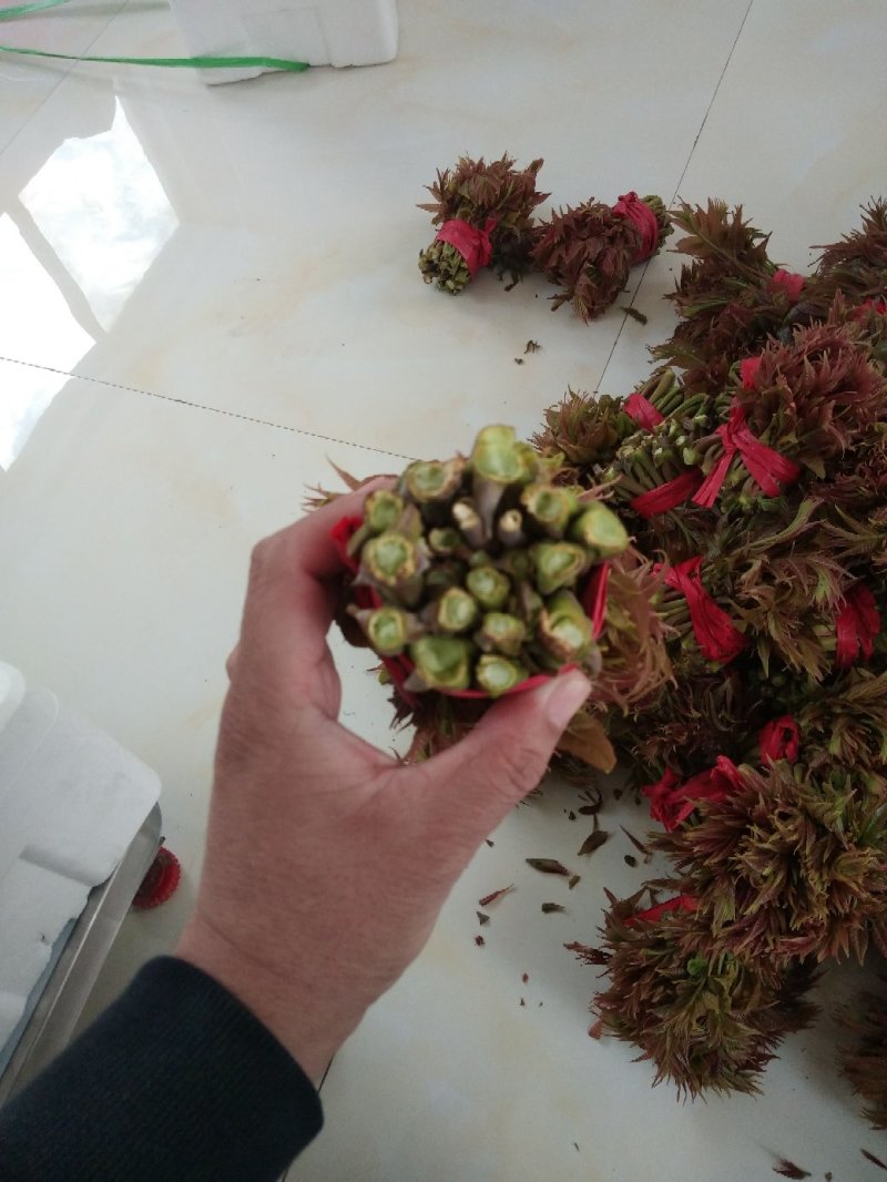 香椿芽大量现货