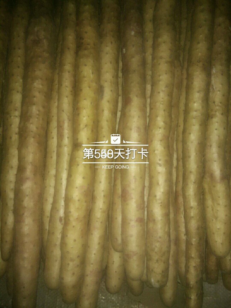 小白嘴白山药