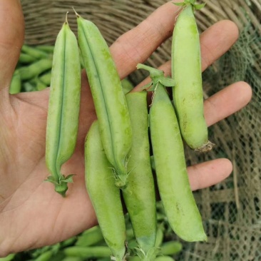 新野优质豌豆角，品种优良，口感舒适，量大从优，筛选上市一