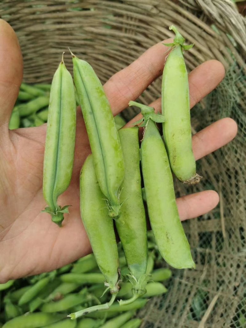 新野优质豌豆角，品种优良，口感舒适，量大从优，筛选上市一