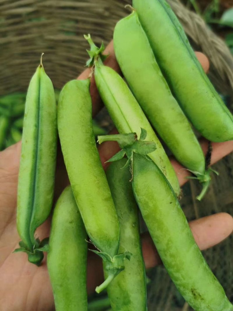 新野优质豌豆角，品种优良，口感舒适，量大从优，筛选上市一