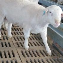 纯种澳洲白澳洲白种公羊活体出售澳洲白母羊澳洲白羊羔