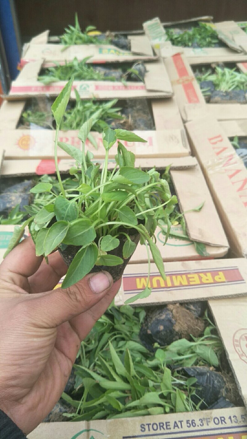山东省青州市紫花地丁基地