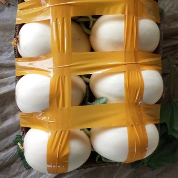 东方蜜，红金密玉菇九红瑞产地长期大量供应各个批发市
