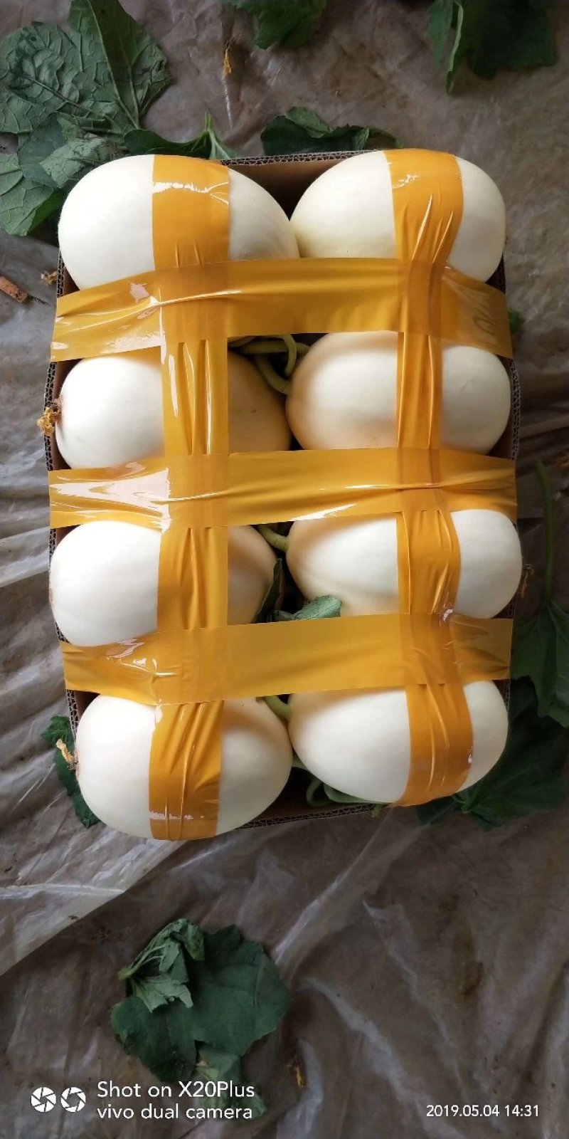 东方蜜，红金密玉菇九红瑞产地长期大量供应各个批发市