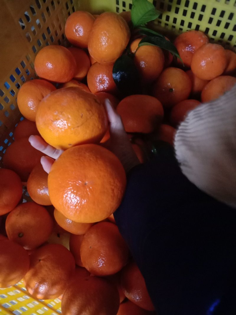 湖南永州江永回龙圩好吃沃柑