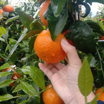 湖南永州江永回龙圩好吃沃柑