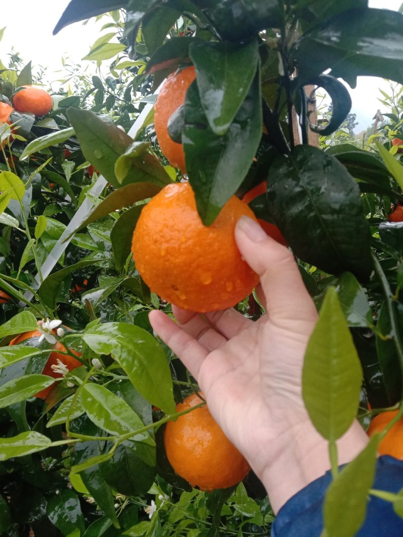 湖南永州江永回龙圩好吃沃柑